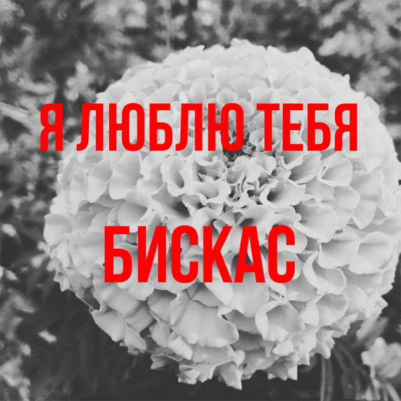 Картинка Я люблю тебя, Бискас