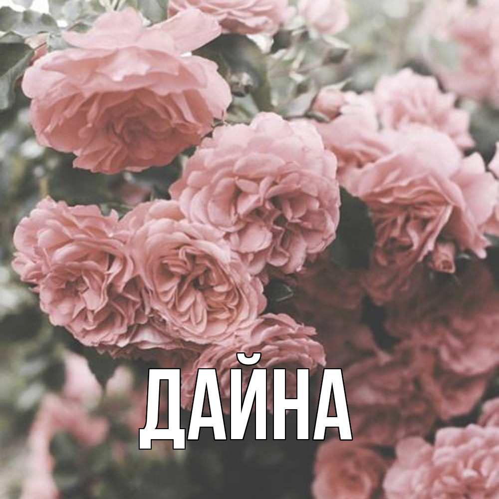 Открытка  с именем. Дайна, Главная  
