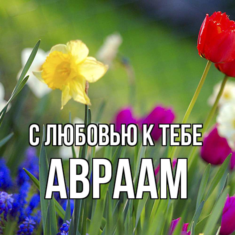 Открытка  с именем. Авраам, С любовью к тебе  