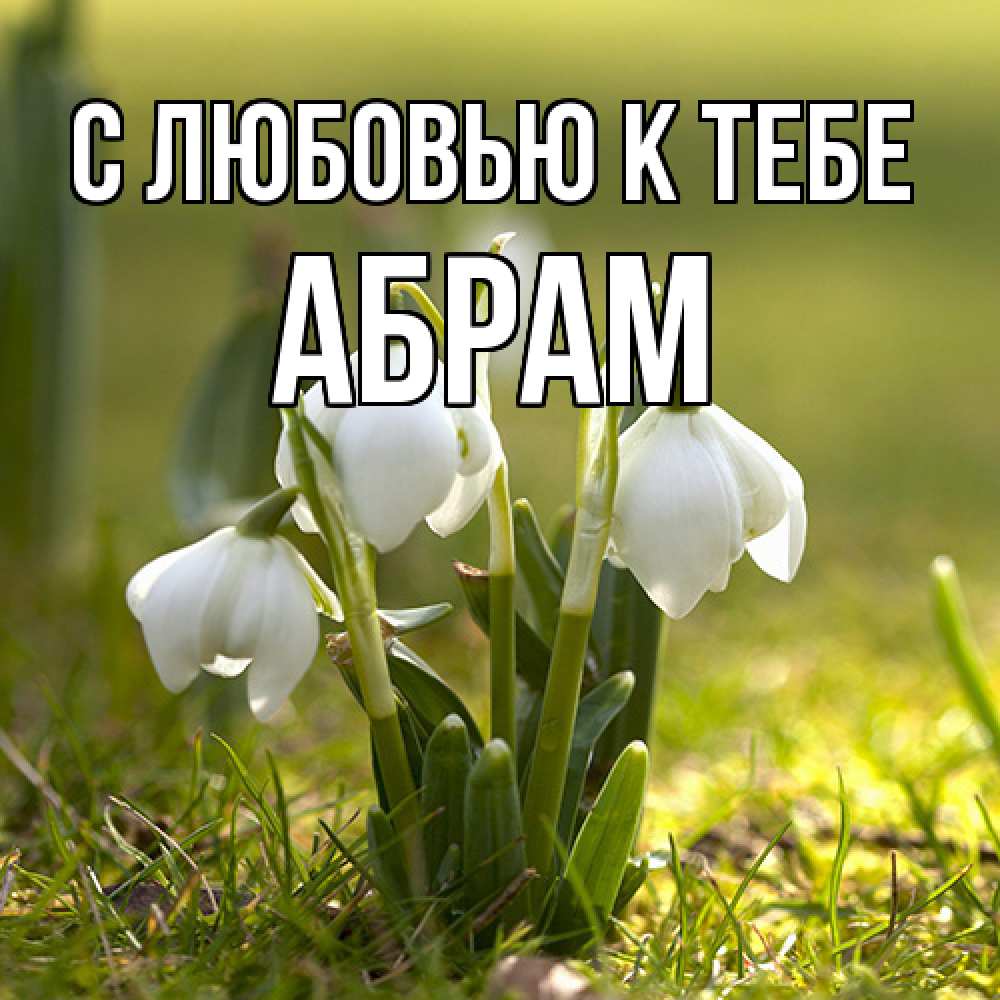 Открытка  с именем. Абрам, С любовью к тебе  