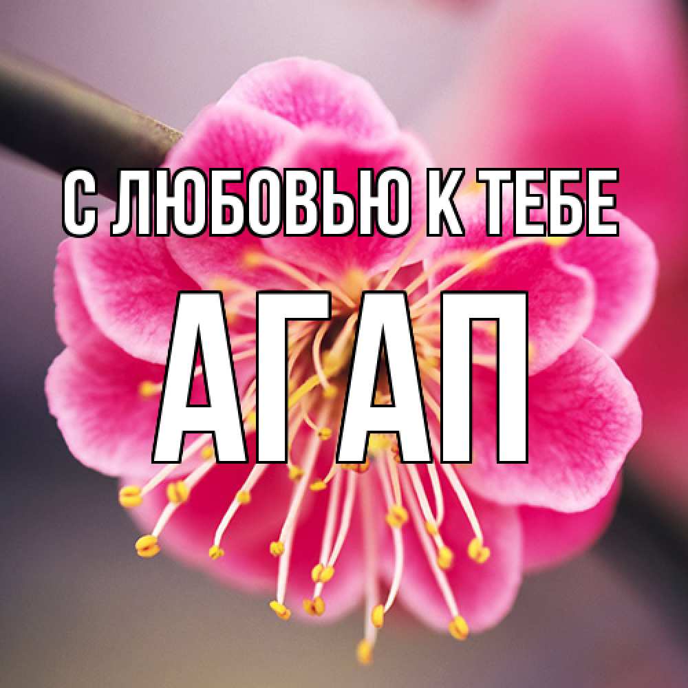 Открытка  с именем. Агап, С любовью к тебе  