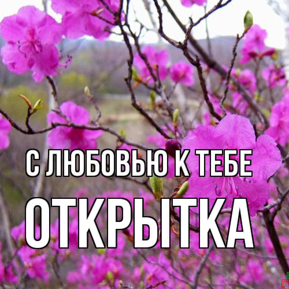 Открытка  с именем. открытка, С любовью к тебе  