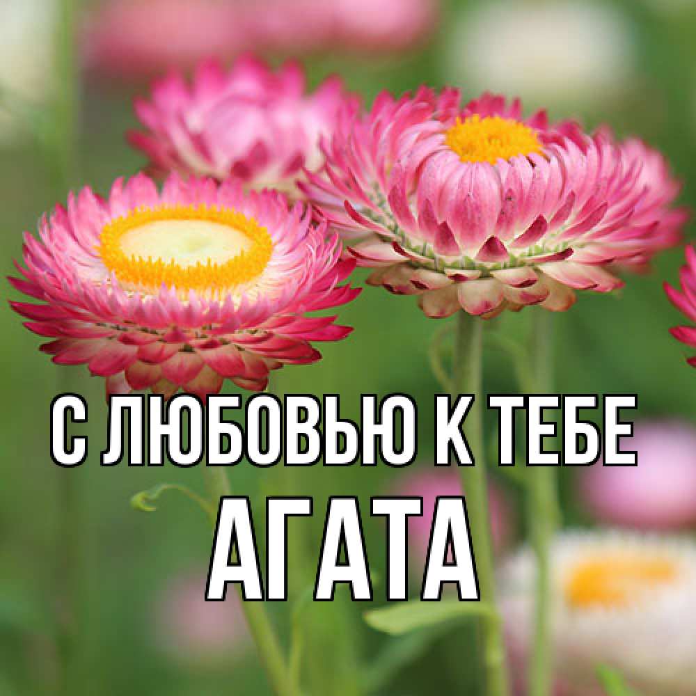 Открытка  с именем. Агата, С любовью к тебе  