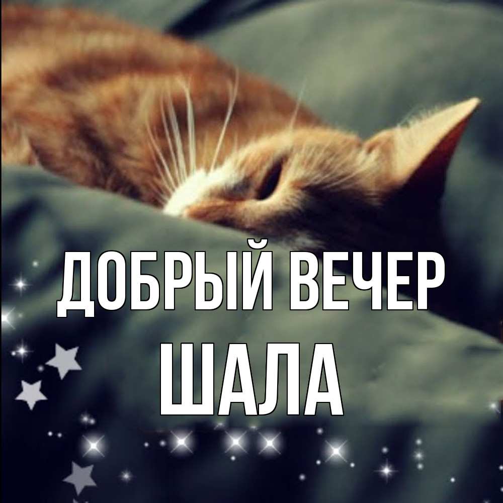 Открытка  с именем. Шала, Добрый вечер  