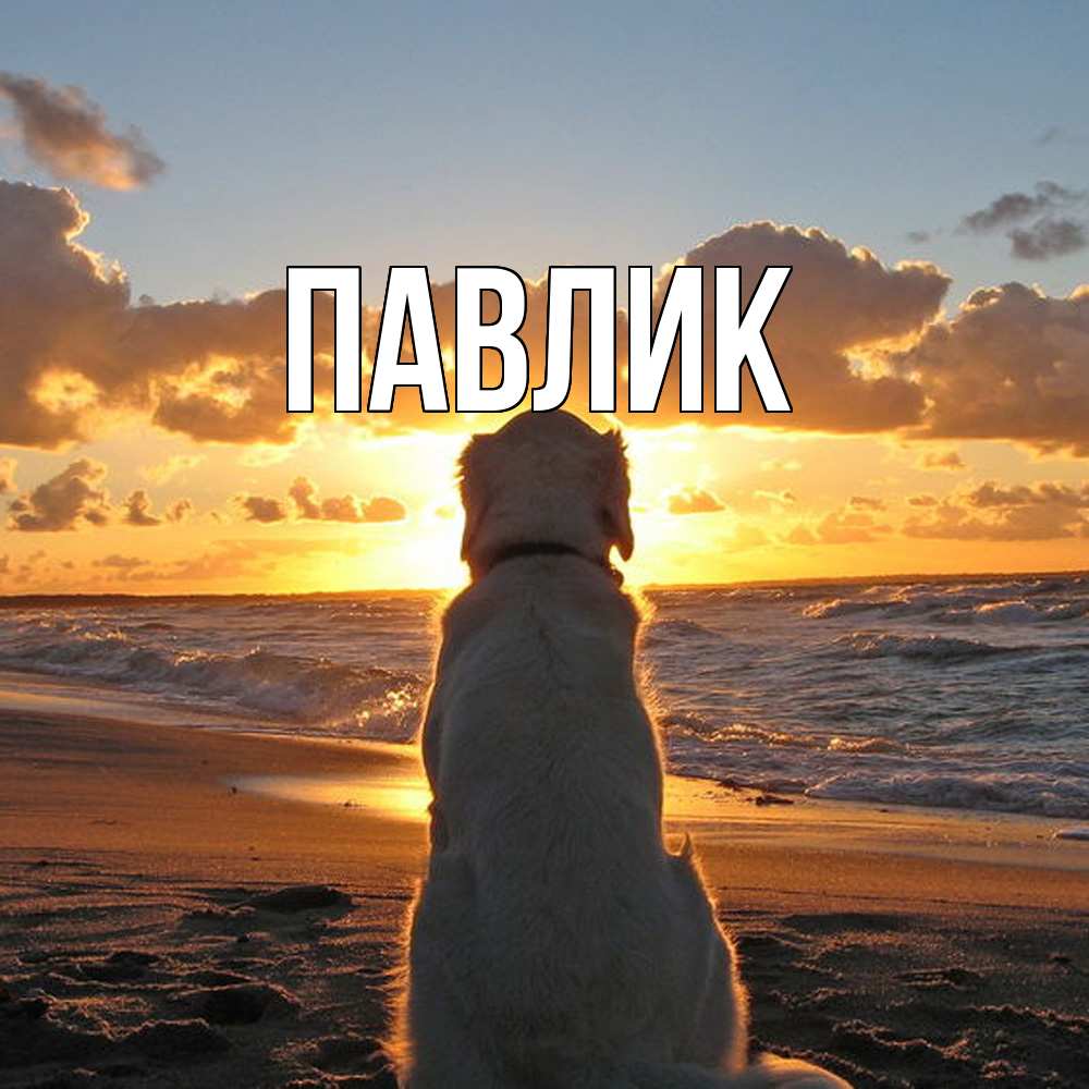 Открытка  с именем. Павлик, Главная  
