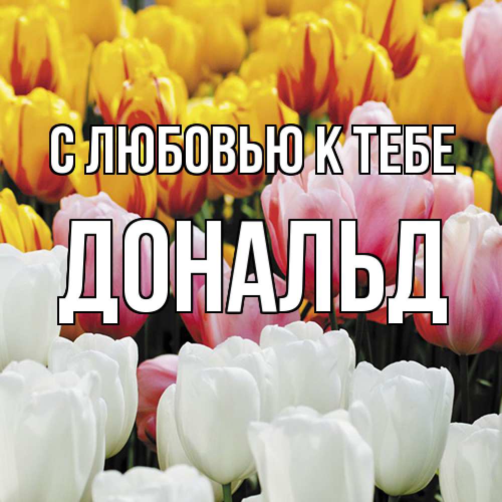 Открытка  с именем. Дональд, С любовью к тебе  