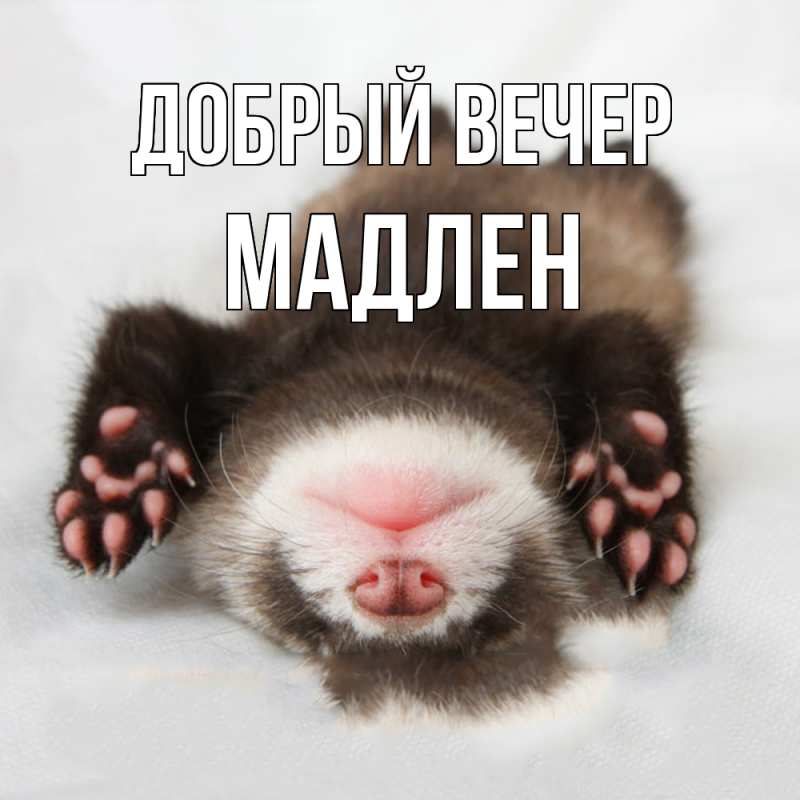 Картинка Добрый вечер, Мадлен