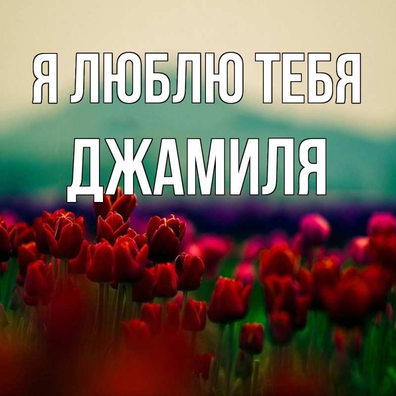 Картинка Я люблю тебя, Джамиля