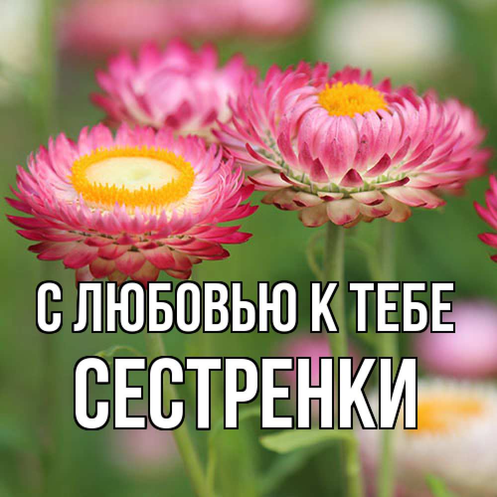 Открытка  с именем. Сестренки, С любовью к тебе  