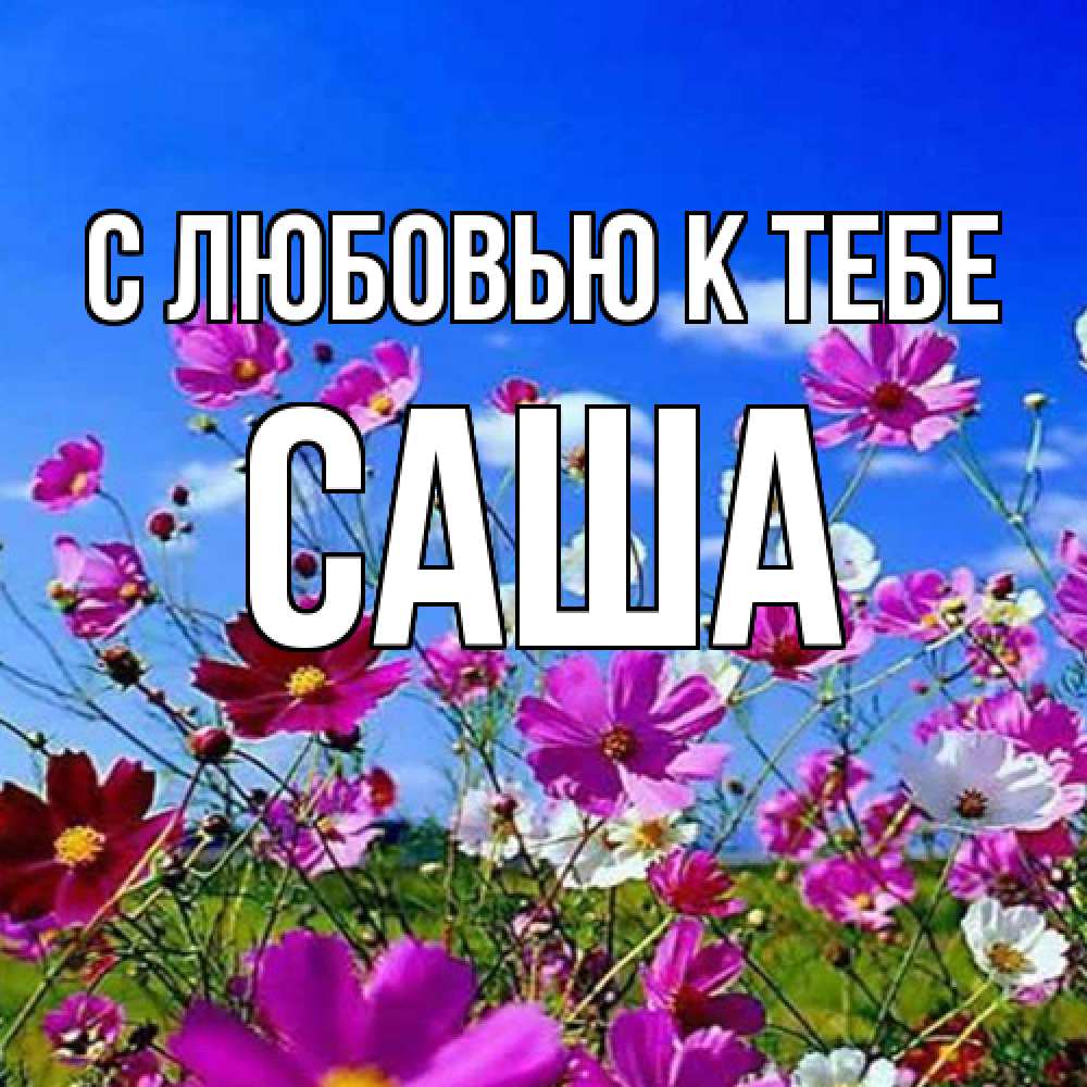 Открытка  с именем. Саша, С любовью к тебе  