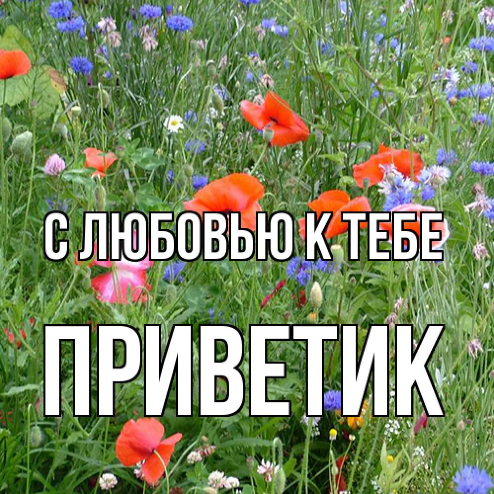 Открытка  с именем. приветик, С любовью к тебе  