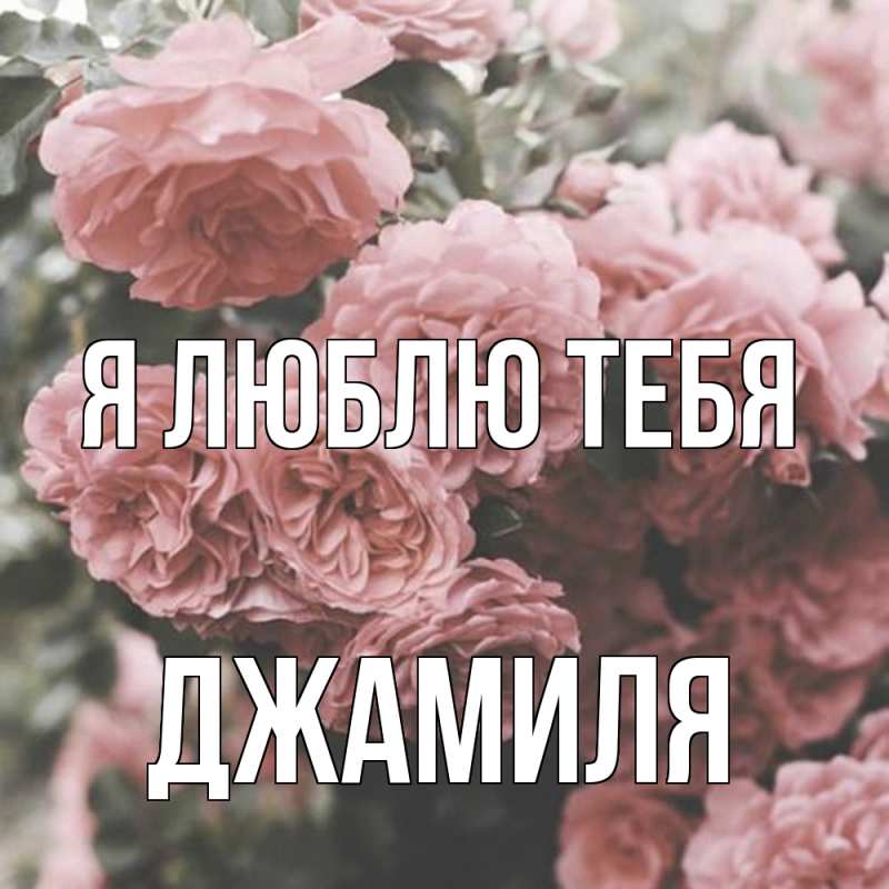 Картинка Я люблю тебя, Джамиля