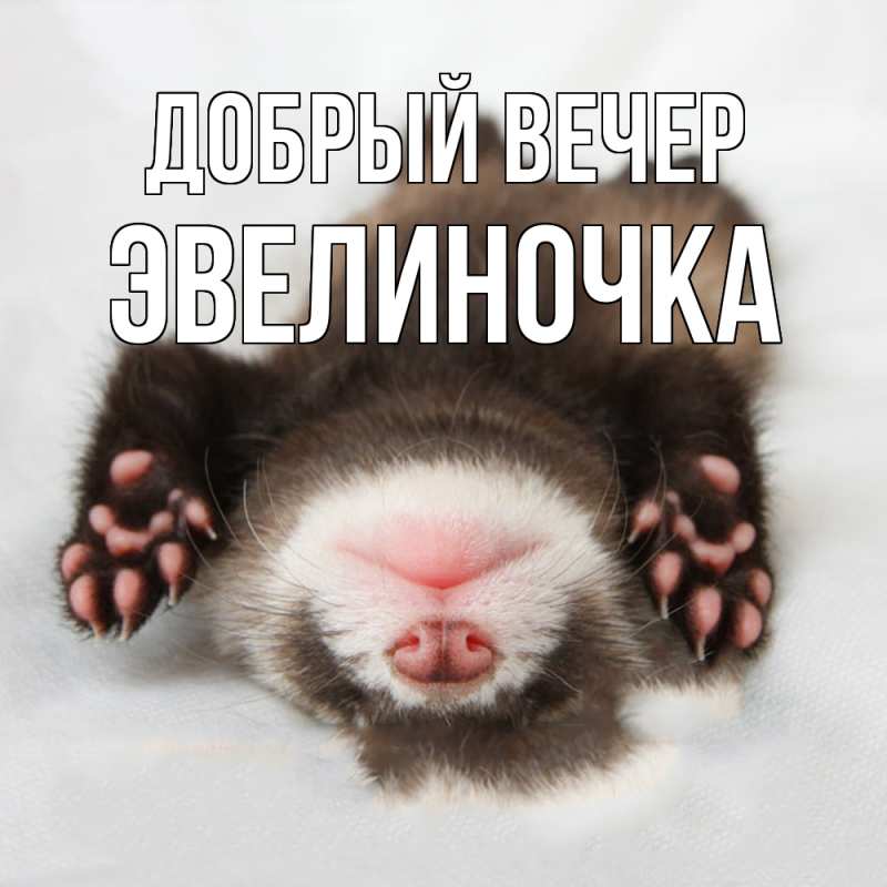 Открытка с именем, эвелиночка, Добрый вечер