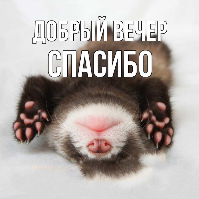 Картинка Добрый вечер, СПАСИБО