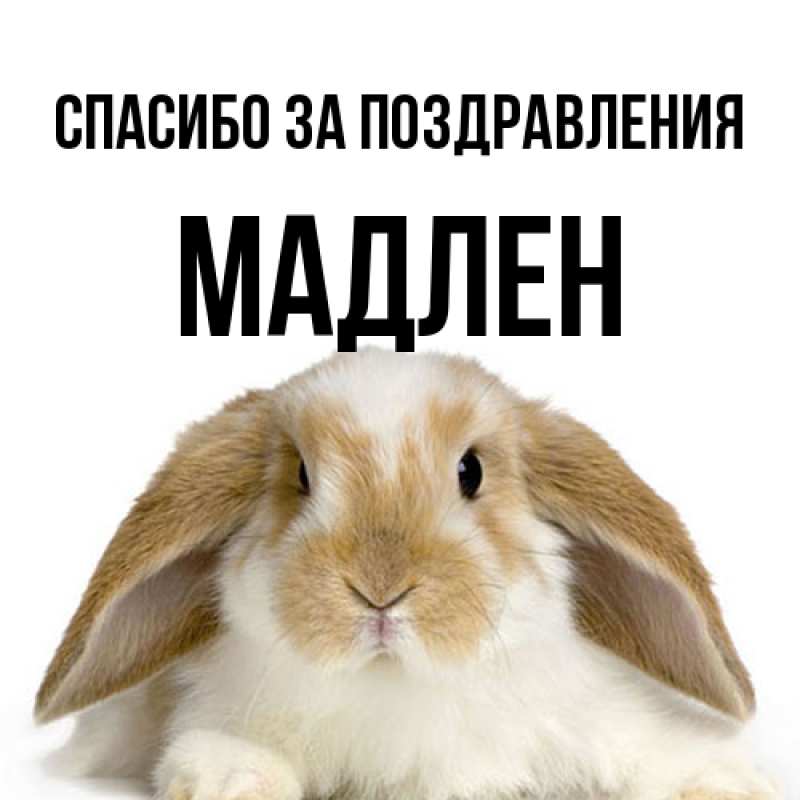 Картинка Спасибо за поздравления, Мадлен