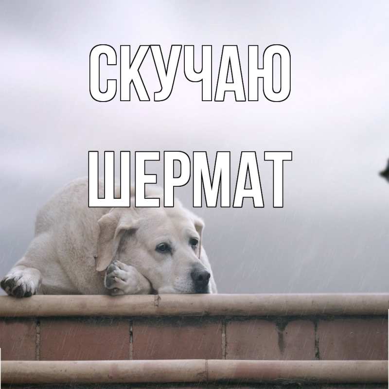 Картинка Скучаю, Шермат