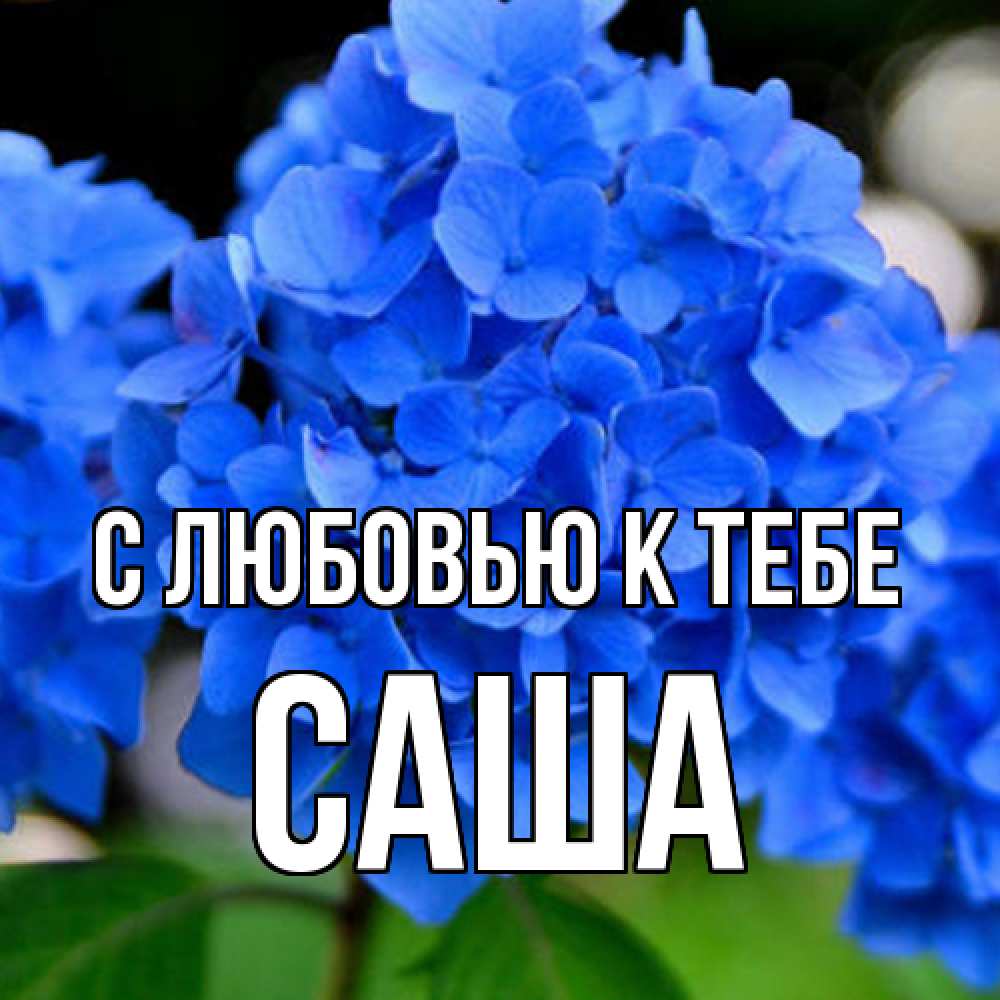 Открытка  с именем. Саша, С любовью к тебе  