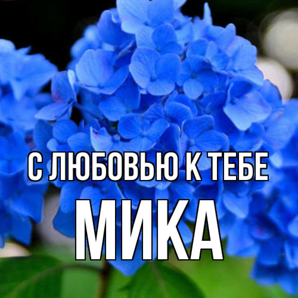 Открытка  с именем. мика, С любовью к тебе  