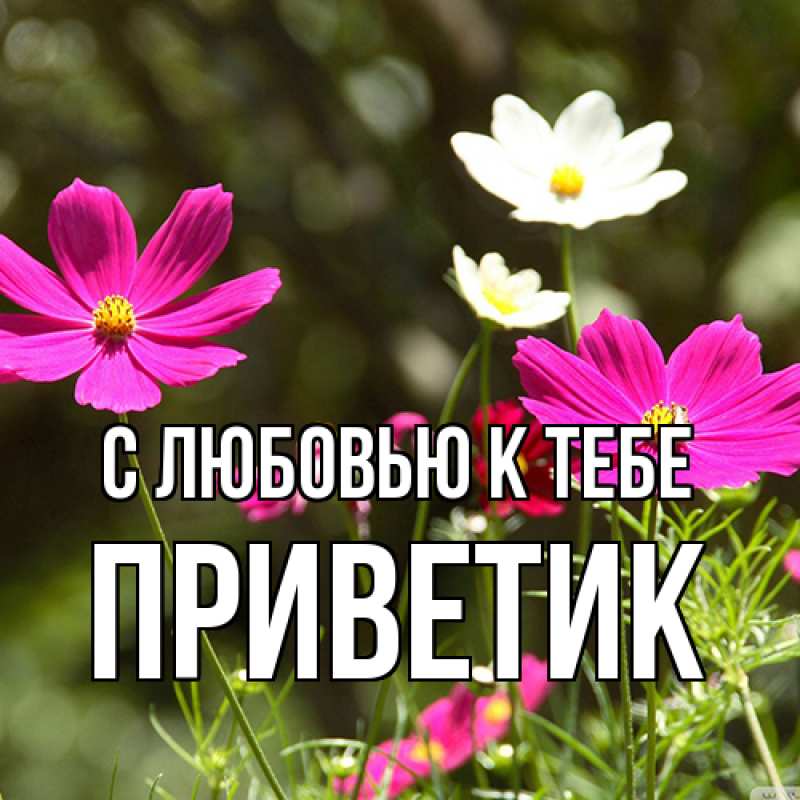 Картинка С любовью к тебе, приветик