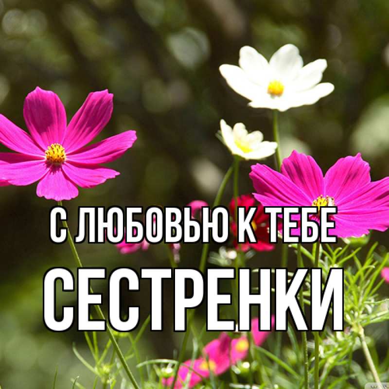 Картинка С любовью к тебе, Сестренки