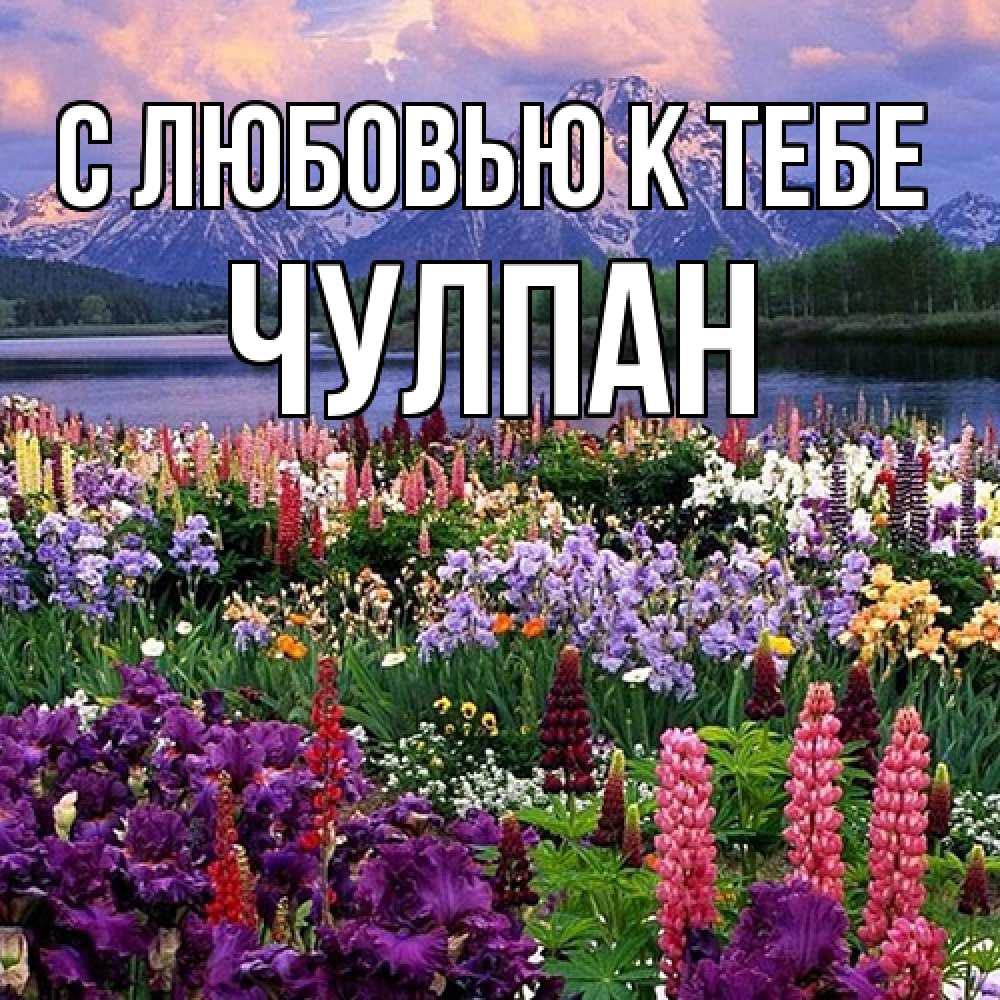 Открытка  с именем. Чулпан, С любовью к тебе  