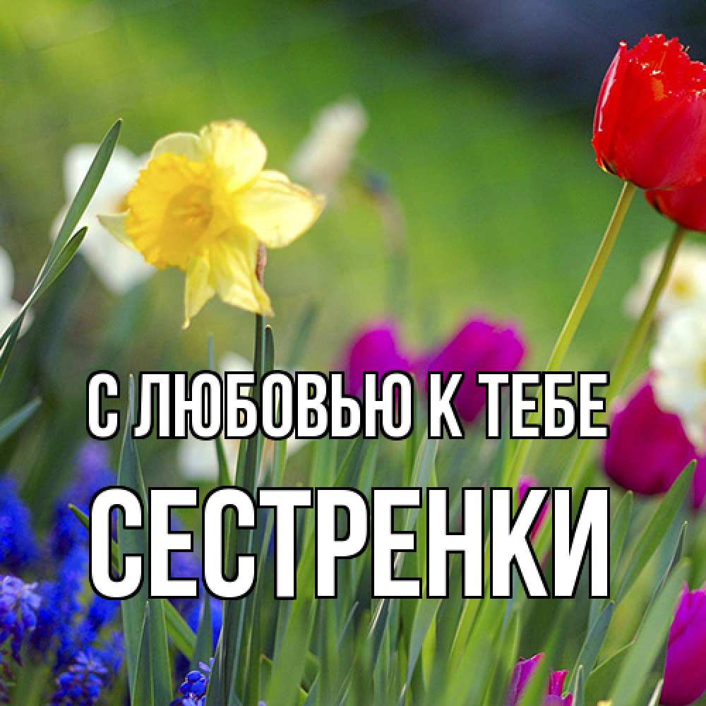 Открытка  с именем. Сестренки, С любовью к тебе  