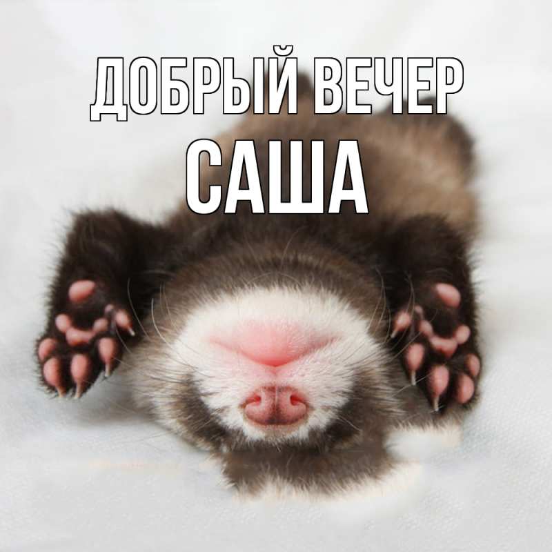 Картинка Добрый вечер, Саша