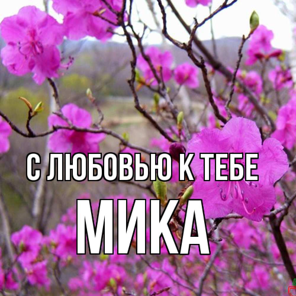 Открытка  с именем. мика, С любовью к тебе  