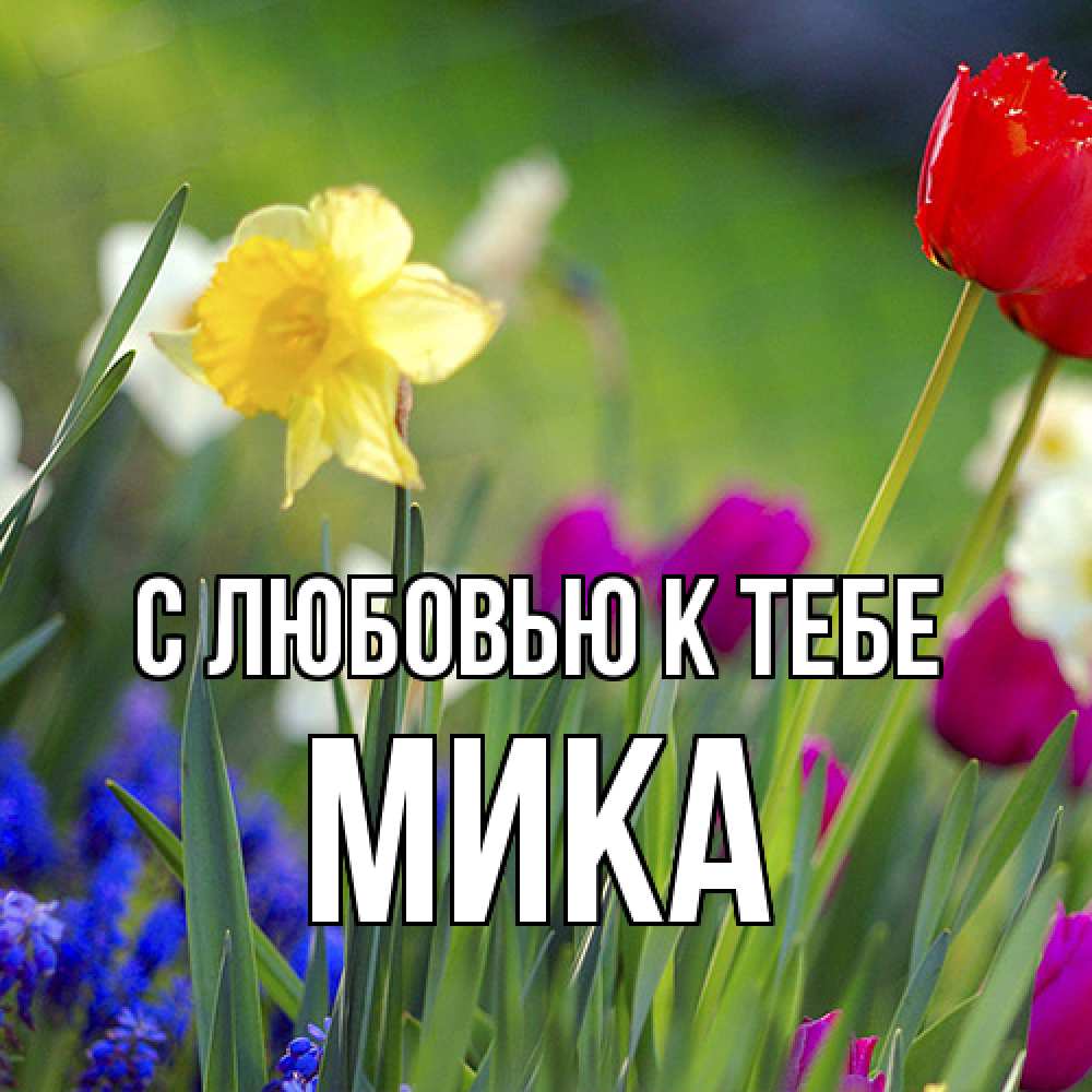 Открытка  с именем. мика, С любовью к тебе  