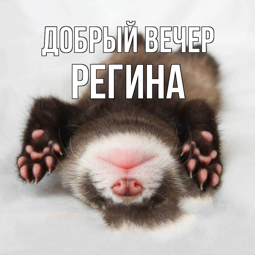 Открытка  с именем. Регина, Добрый вечер  