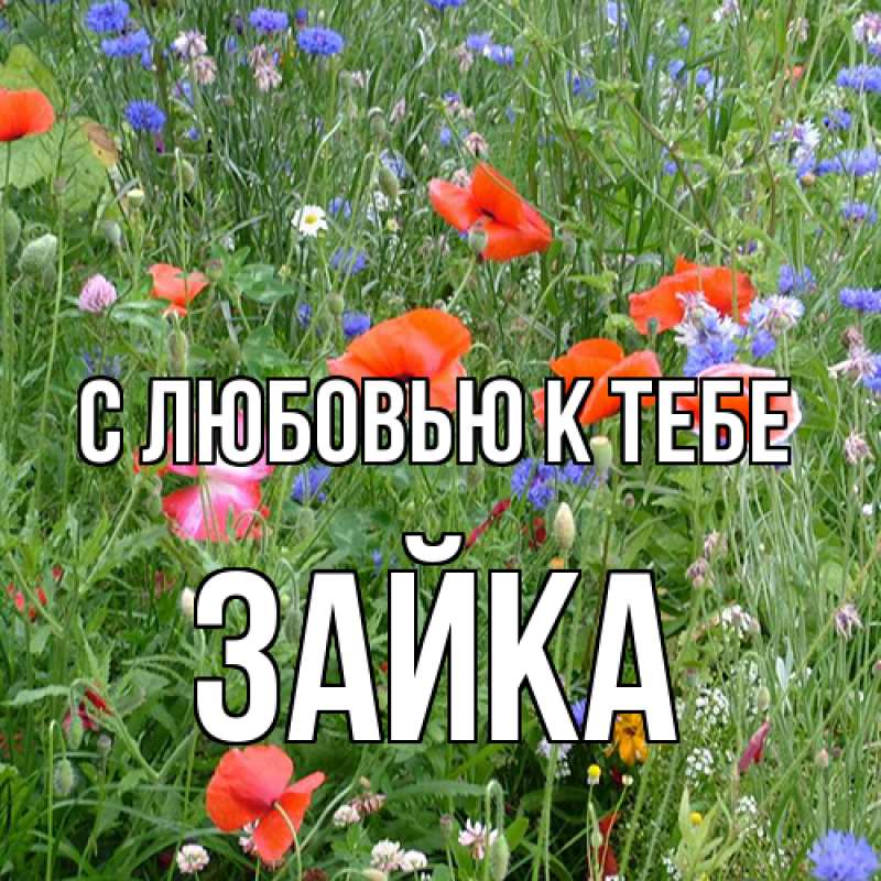 Картинка С любовью к тебе, Зайка