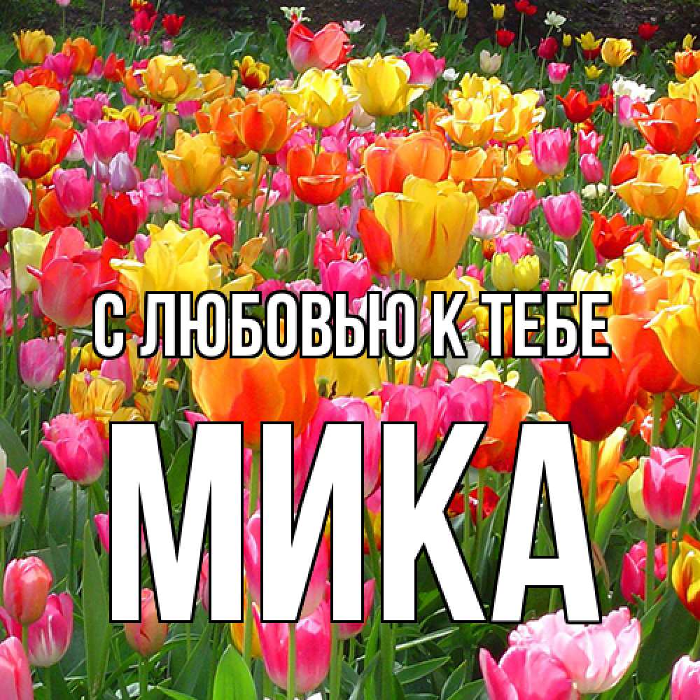 Открытка  с именем. мика, С любовью к тебе  