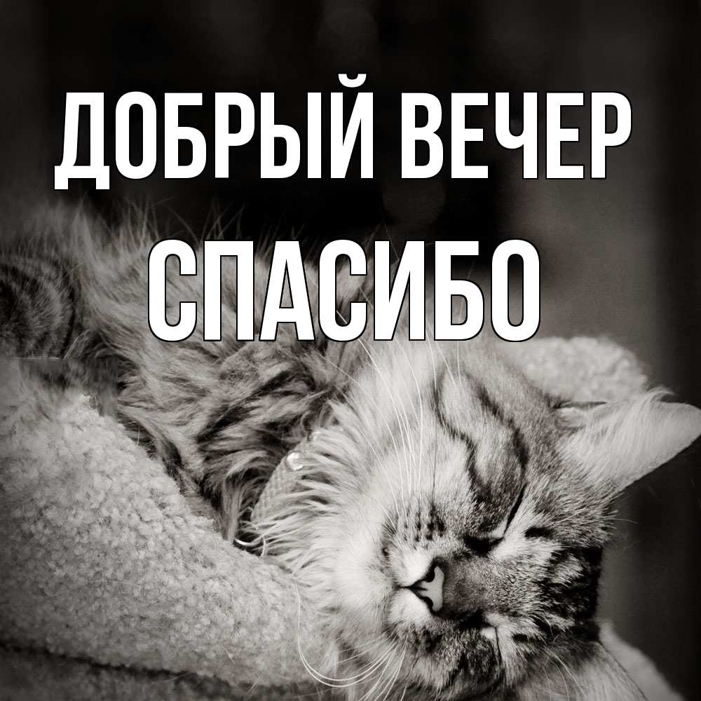 Открытка  с именем. СПАСИБО, Добрый вечер  