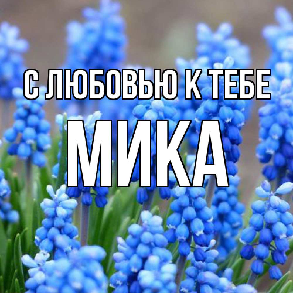 Открытка  с именем. мика, С любовью к тебе  