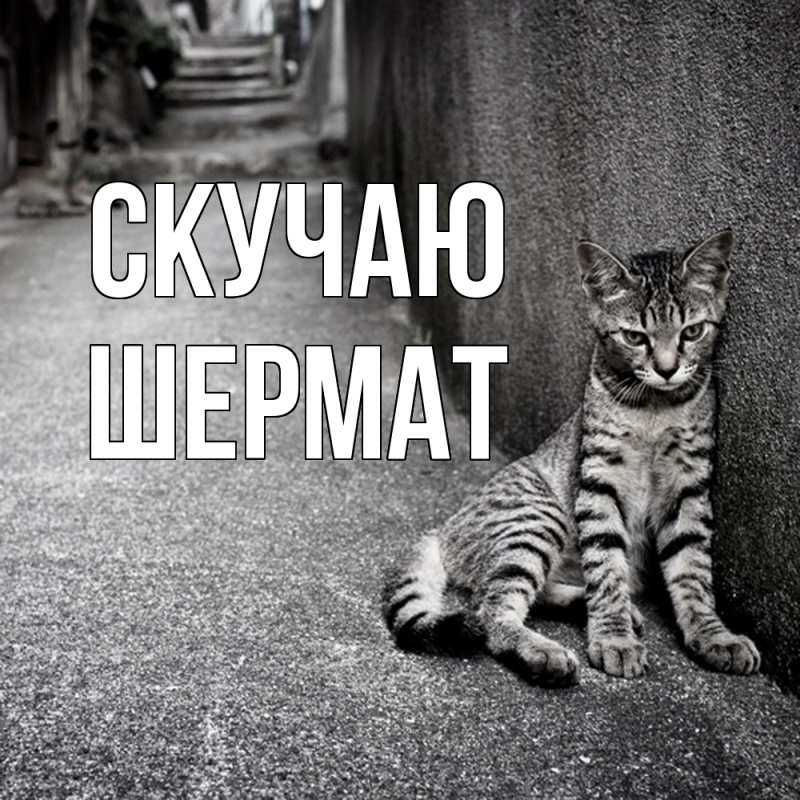 Картинка Скучаю, Шермат