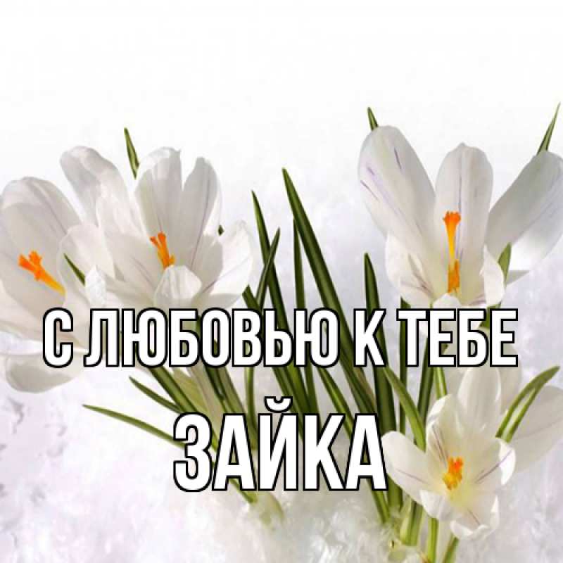 Картинка С любовью к тебе, Зайка