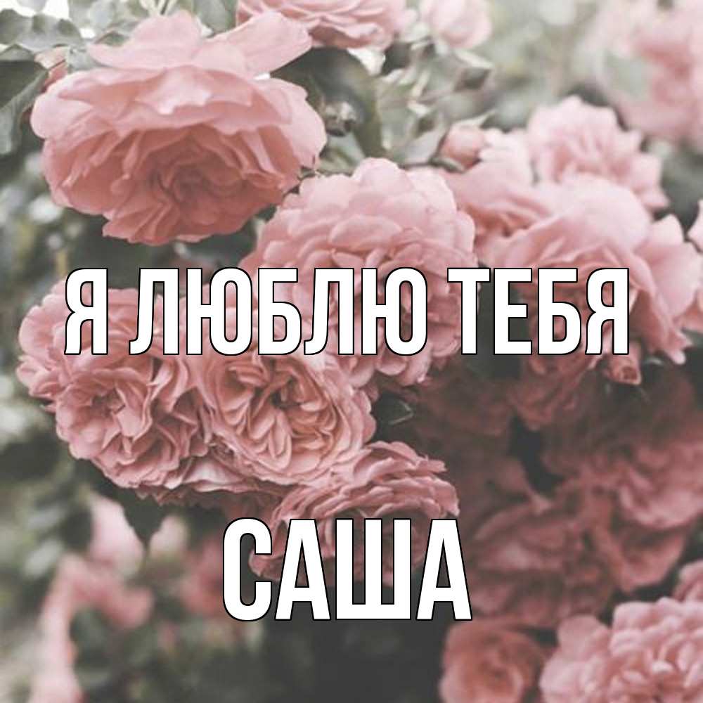 Открытка  с именем. Саша, Я люблю тебя  
