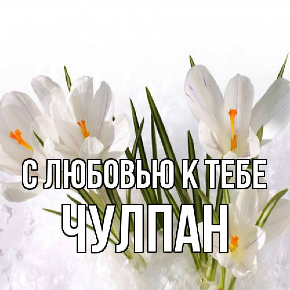 Открытка  с именем. Чулпан, С любовью к тебе  