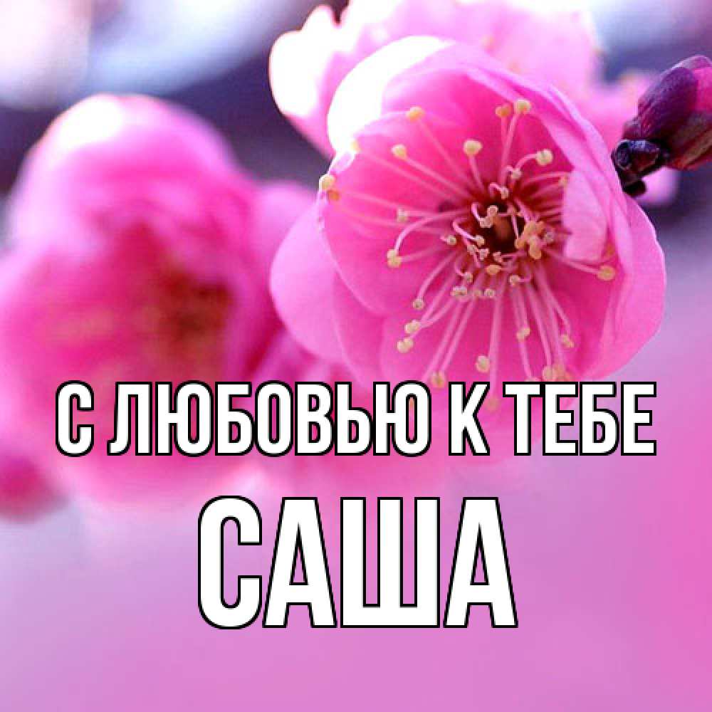Открытка  с именем. Саша, С любовью к тебе  