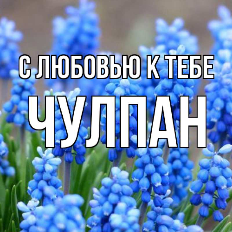 Картинка С любовью к тебе, Чулпан