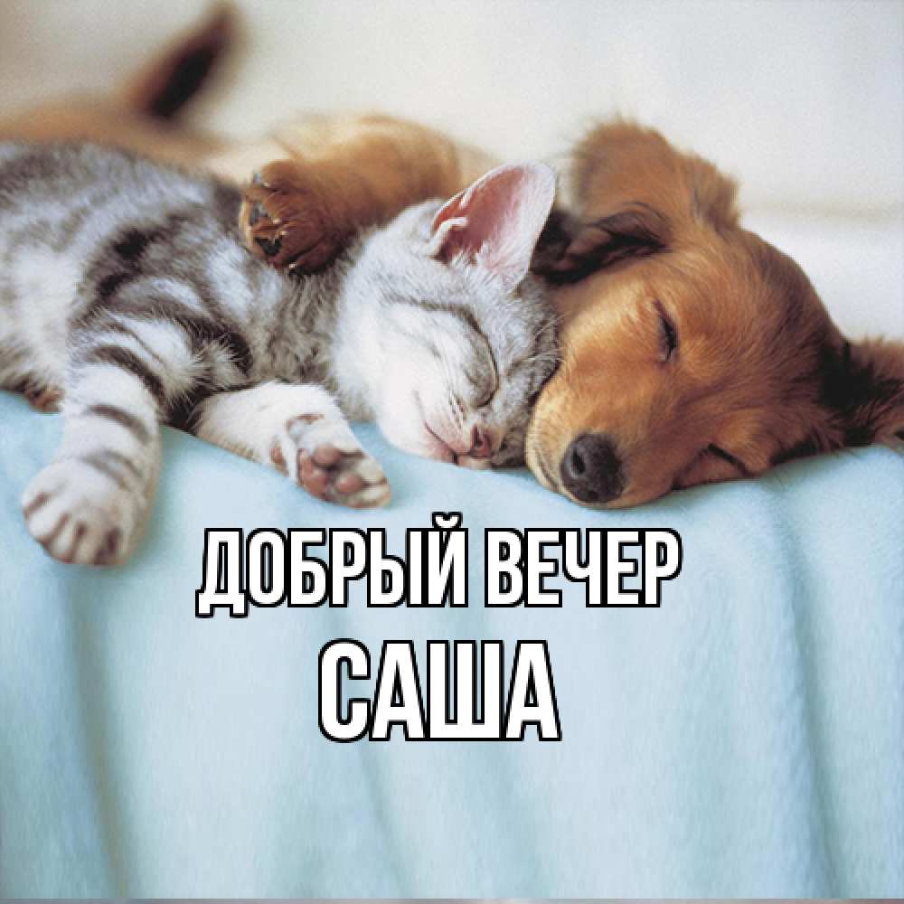 Открытка  с именем. Саша, Добрый вечер  