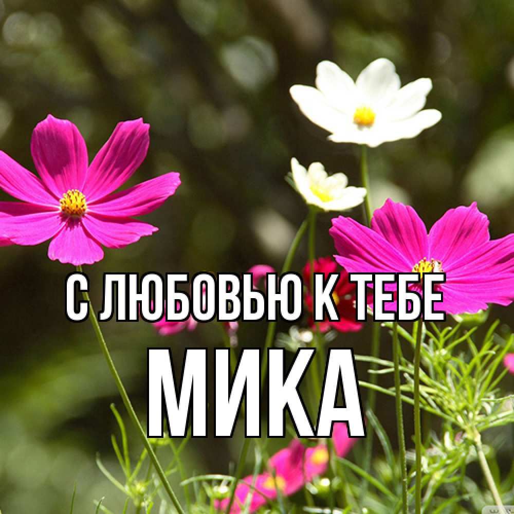 Открытка  с именем. мика, С любовью к тебе  