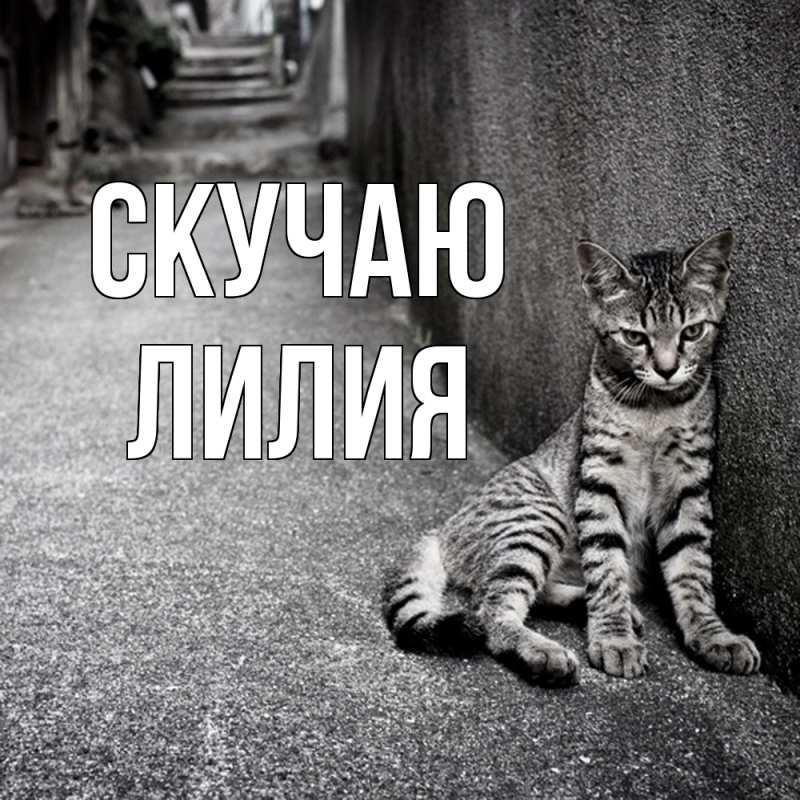 Картинка Скучаю, Лилия
