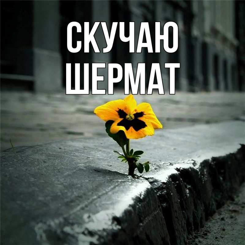 Картинка Скучаю, Шермат