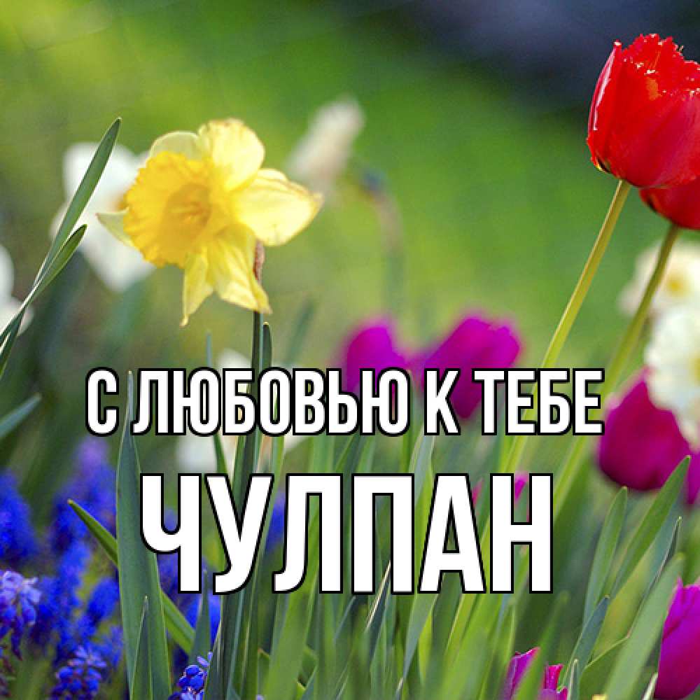 Открытка  с именем. Чулпан, С любовью к тебе  