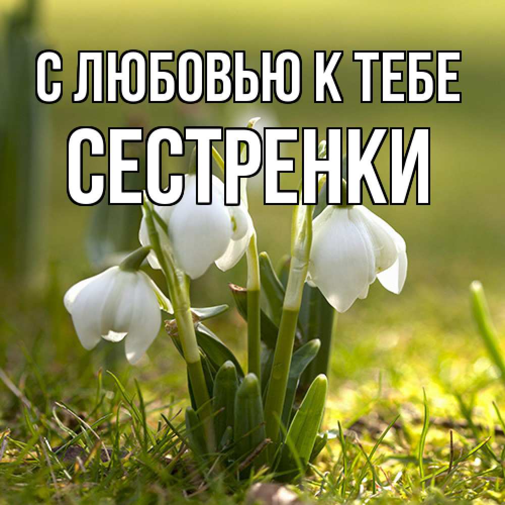 Открытка  с именем. Сестренки, С любовью к тебе  