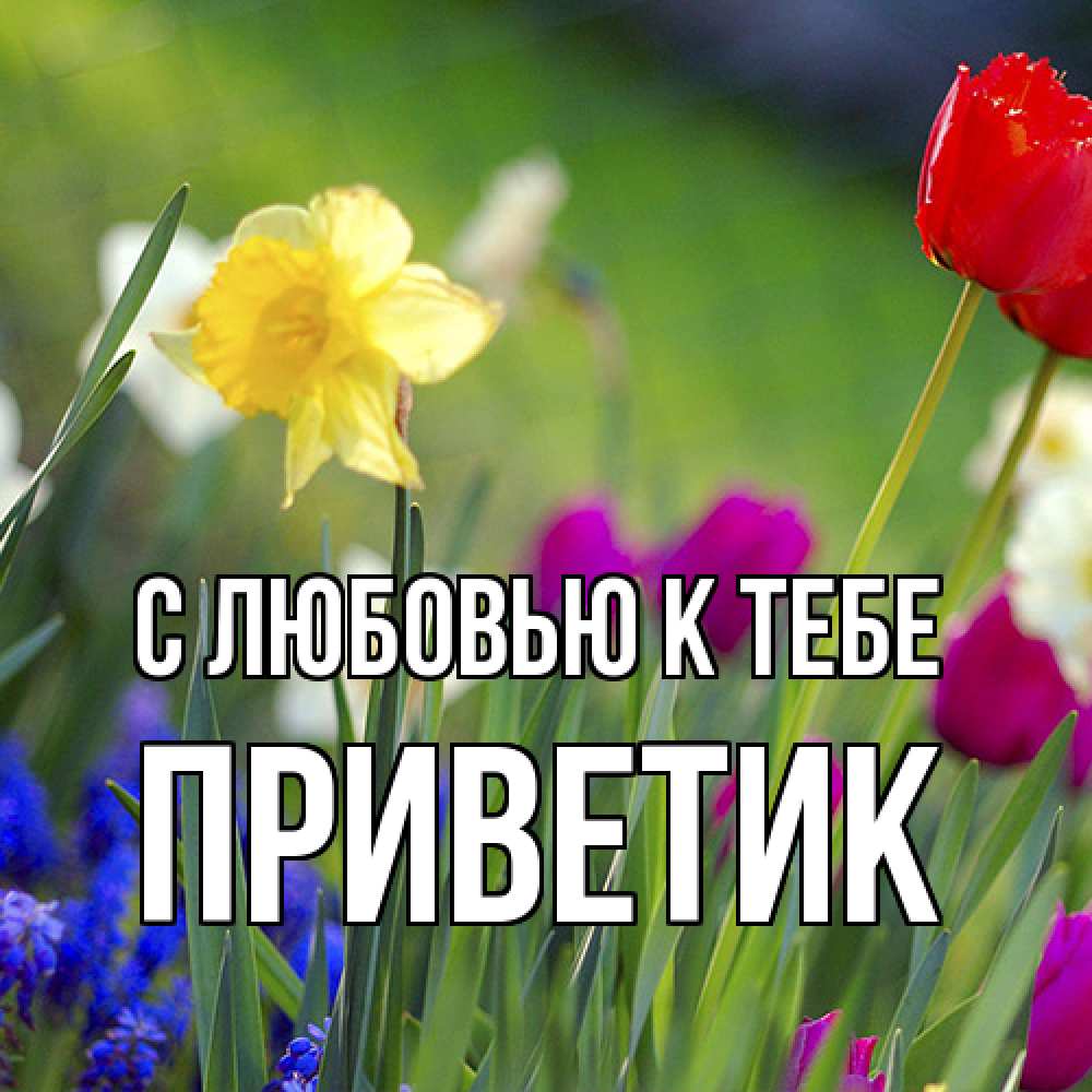 Открытка  с именем. приветик, С любовью к тебе  