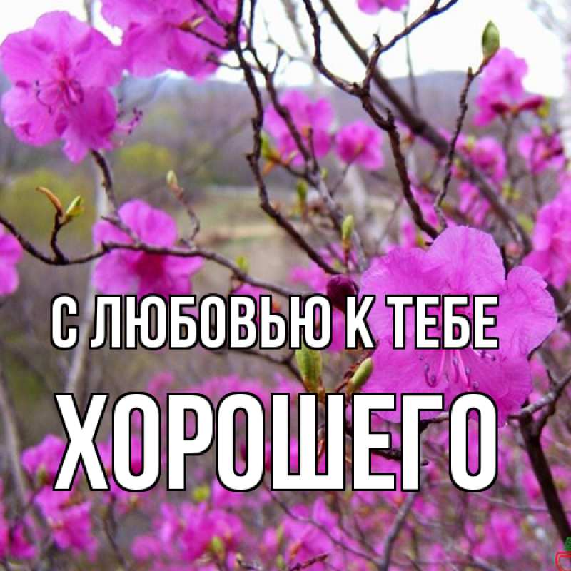 Картинка С любовью к тебе, Хорошего