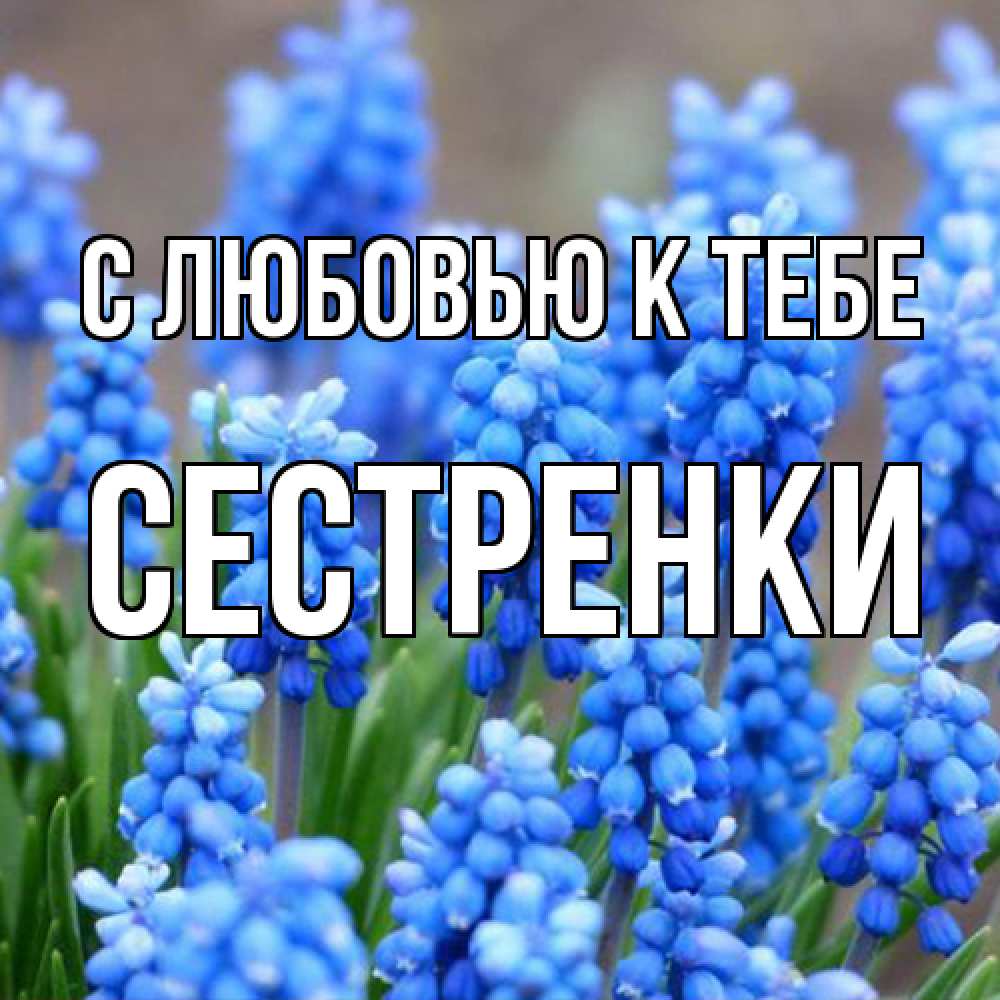 Открытка  с именем. Сестренки, С любовью к тебе  