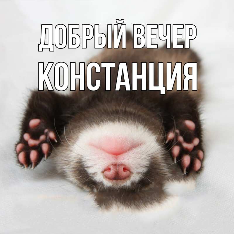 Картинка Добрый вечер, Констанция